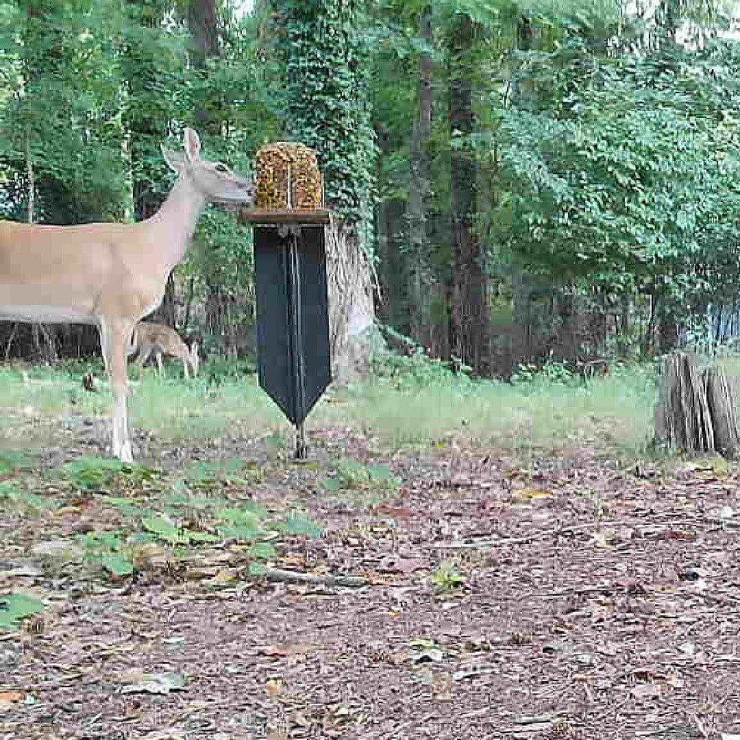 Bird Feeder and T-Post slides